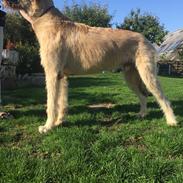 Irsk ulvehund Clonakilty av Black Glacier aka “Marvin”