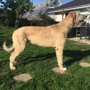 Irsk ulvehund Clonakilty av Black Glacier aka “Marvin”
