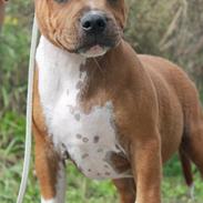 Staffordshire bull terrier Uzi