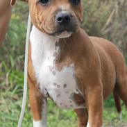 Staffordshire bull terrier Uzi