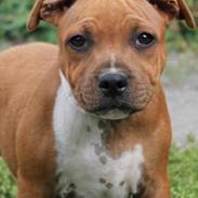 Staffordshire bull terrier Uzi