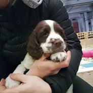 Field Trial Springer Spaniel Taco