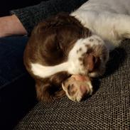 Field Trial Springer Spaniel Taco