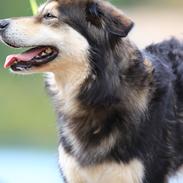 Blanding af racer Tiki (Himmel hund) for altid savnet 