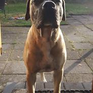 Dogo canario Crystal Fuerza Bull (Mina)