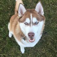 Siberian husky Milo