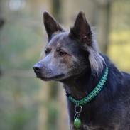 Blanding af racer Dakota (gadedrengen <3)