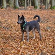 Blanding af racer Dakota (gadedrengen <3)