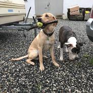 Labrador retriever Alfa Romeo