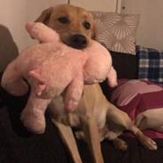 Labrador retriever Alfa Romeo