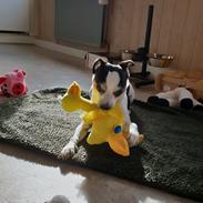 Dansk svensk gaardhund Milo My soulmate