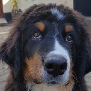 Berner sennenhund Cassie 