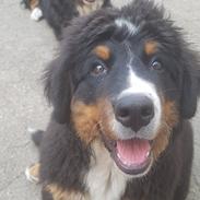 Berner sennenhund Cassie 