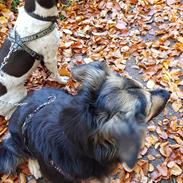 Blanding af racer Sheila