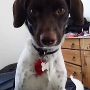 Blanding af racer Sheila