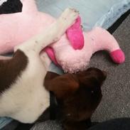 Blanding af racer Sheila