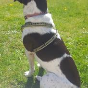 Blanding af racer Sheila