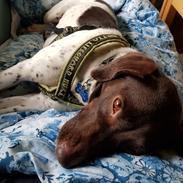 Blanding af racer Sheila