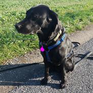 Labrador retriever Sif