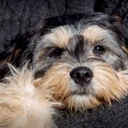 Blanding af racer Karla 