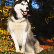 Siberian husky Mesmocan Lightning Ridge (Iza)