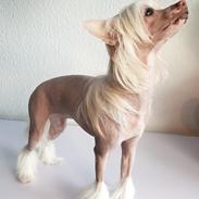 Chinese crested hårløs Zico Stella (Hottie Tot's Foxie Flash)
