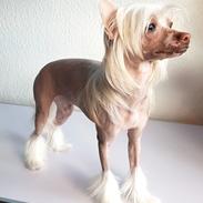 Chinese crested hårløs Zico Stella (Hottie Tot's Foxie Flash)