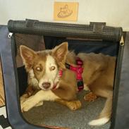 Border collie Alba