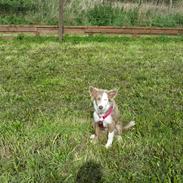 Border collie Alba