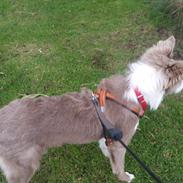 Border collie Alba