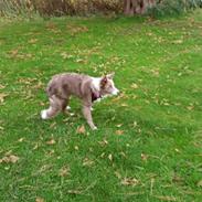 Border collie Alba
