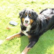 Berner sennenhund AnnaBella