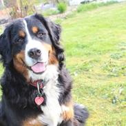 Berner sennenhund AnnaBella