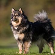 Finsk lapphund Silke
