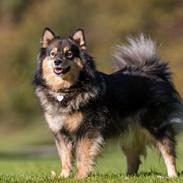 Finsk lapphund Silke