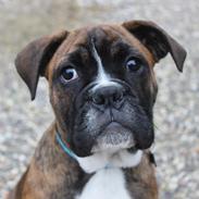 Blanding af racer Bobo