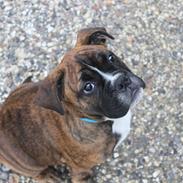 Blanding af racer Bobo