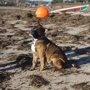 Blanding af racer Bobo