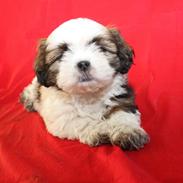 Lhasa apso Mira