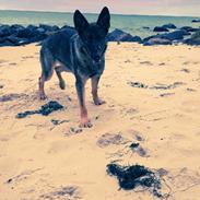 Schæferhund Gina (Haubroe Aud)