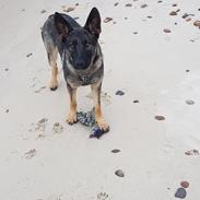 Schæferhund Gina (Haubroe Aud)