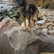 Schæferhund Gina (Haubroe Aud)