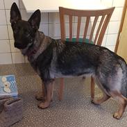 Schæferhund Gina (Haubroe Aud)