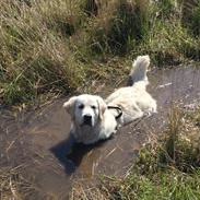 Golden retriever Hubert