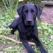 Labrador retriever Sif