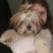 Shih tzu Gizmo