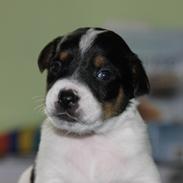 Dansk svensk gaardhund Batman