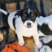 Dansk svensk gaardhund Batman