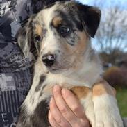 Border collie Kaos