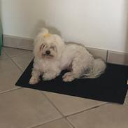 Coton de tulear Gizmo